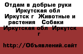 Отдам в добрые руки - Иркутская обл., Иркутск г. Животные и растения » Собаки   . Иркутская обл.,Иркутск г.